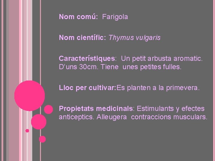 Nom comú: Farigola Nom científic: Thymus vulgaris Característiques: Un petit arbusta aromatic. D’uns 30