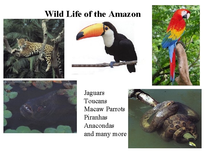 Wild Life of the Amazon Jaguars Toucans Macaw Parrots Piranhas Anacondas and many more