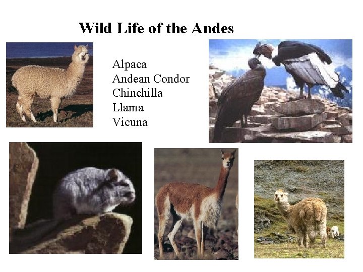Wild Life of the Andes Alpaca Andean Condor Chinchilla Llama Vicuna 