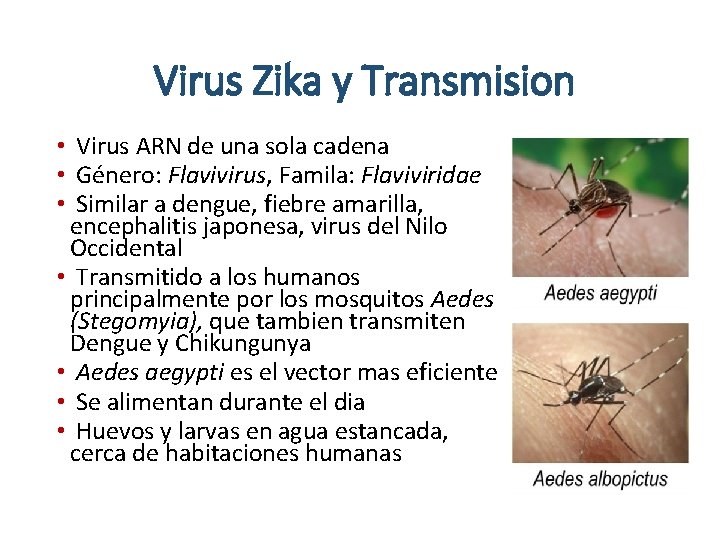 Virus Zika y Transmision • Virus ARN de una sola cadena • Género: Flavivirus,