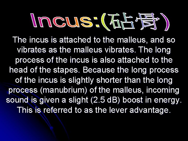 The incus is attached to the malleus, and so vibrates as the malleus vibrates.