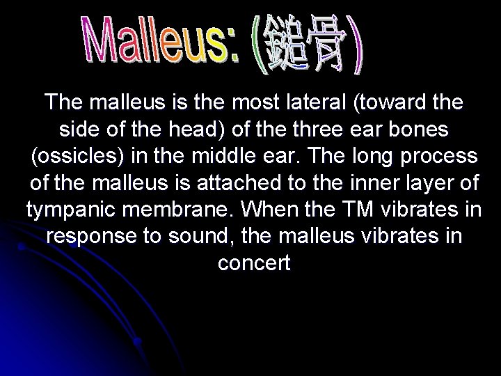The malleus is the most lateral (toward the side of the head) of the