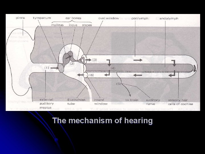 The mechanism of hearing 
