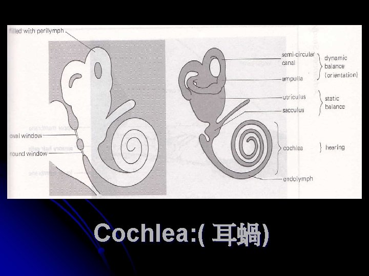 Cochlea: ( 耳蝸) 
