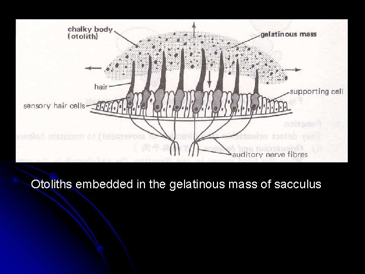 Otoliths embedded in the gelatinous mass of sacculus 