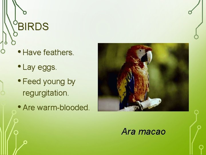 BIRDS • Have feathers. • Lay eggs. • Feed young by regurgitation. • Are