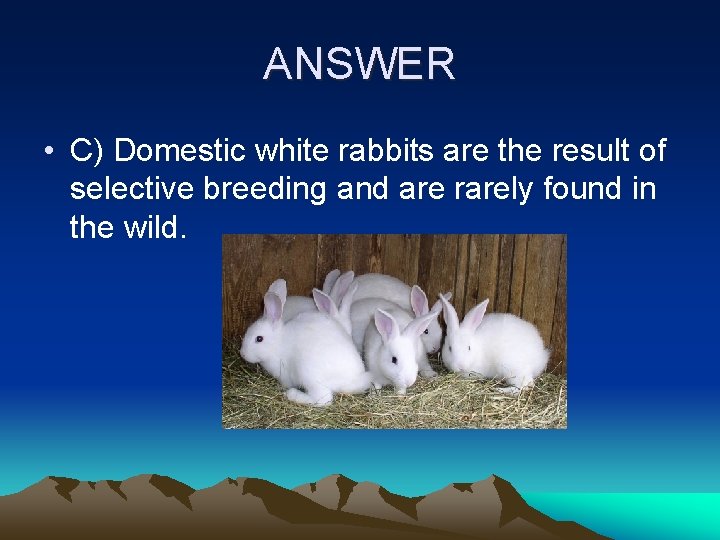 ANSWER • C) Domestic white rabbits are the result of selective breeding and are