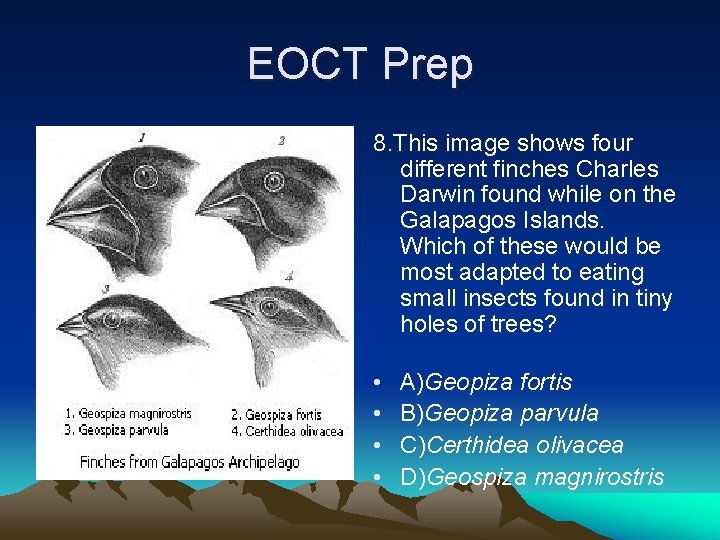 EOCT Prep 8. This image shows four different finches Charles Darwin found while on