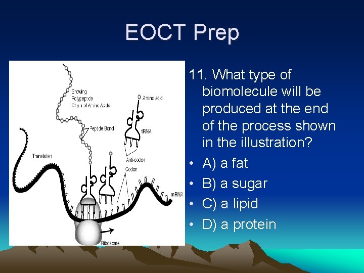EOCT Prep • 11. What type of biomolecule will be produced at the end
