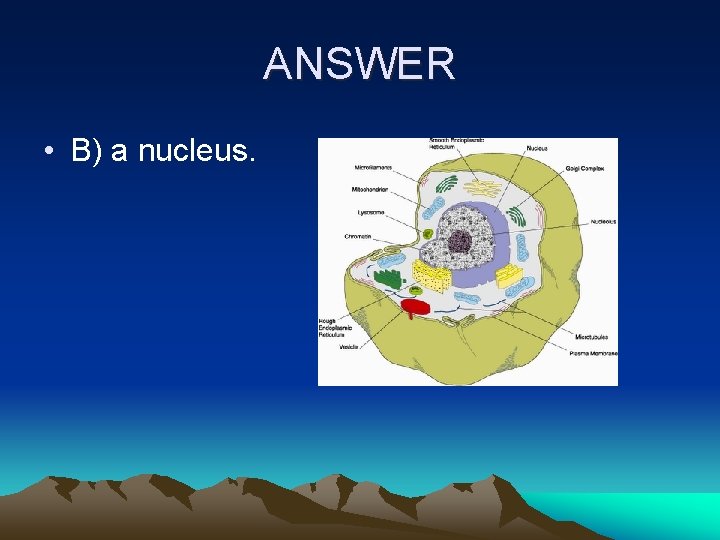 ANSWER • B) a nucleus. 