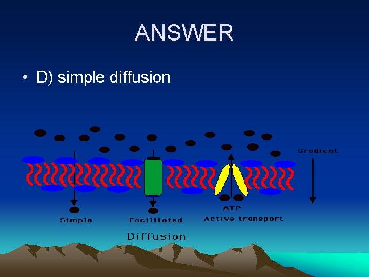 ANSWER • D) simple diffusion 