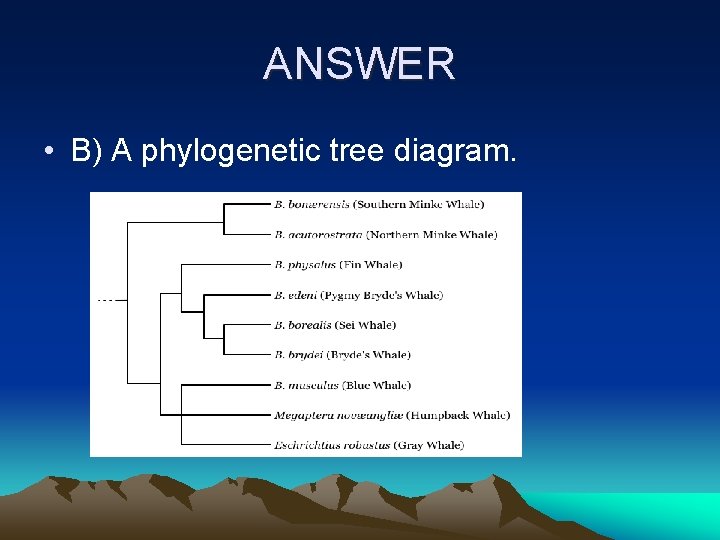 ANSWER • B) A phylogenetic tree diagram. 