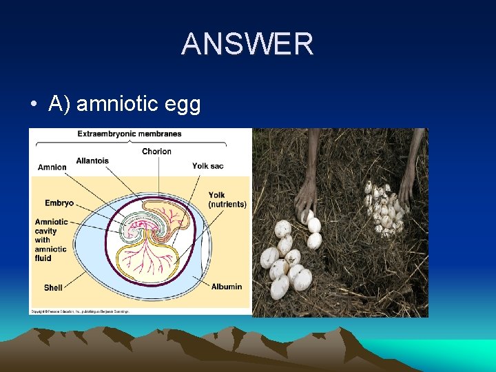 ANSWER • A) amniotic egg 