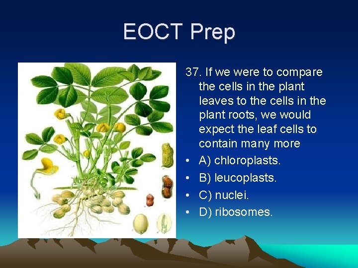 EOCT Prep 37. If we were to compare the cells in the plant leaves