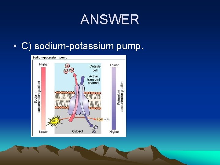 ANSWER • C) sodium-potassium pump. 