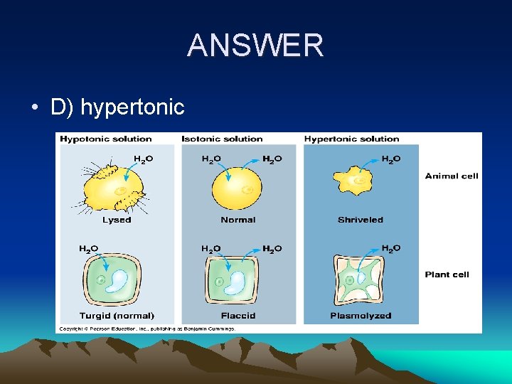 ANSWER • D) hypertonic 