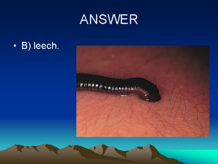 ANSWER • B) leech. 