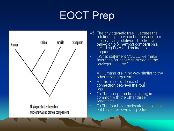 EOCT Prep 45. The phylogenetic tree illustrates the relationship between humans and our closest