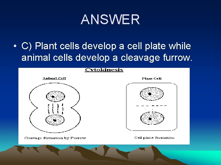 ANSWER • C) Plant cells develop a cell plate while animal cells develop a