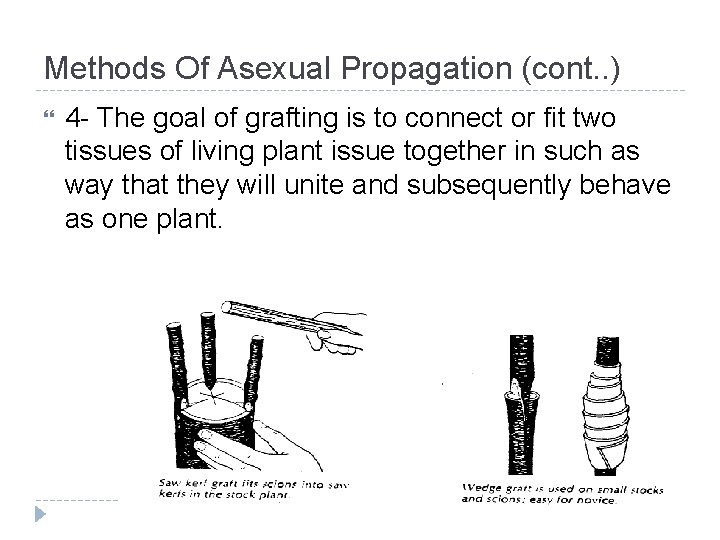 Methods Of Asexual Propagation (cont. . ) 4 - The goal of grafting is