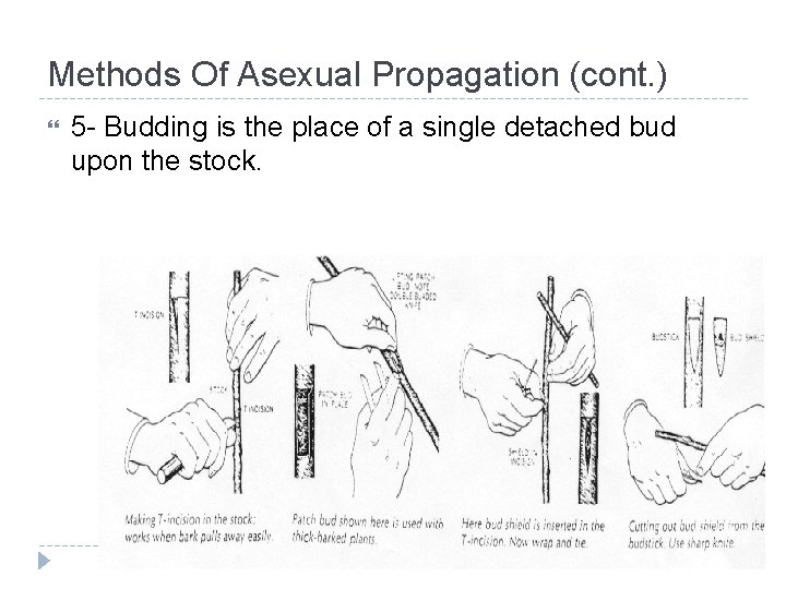 Methods Of Asexual Propagation (cont. ) 5 - Budding is the place of a