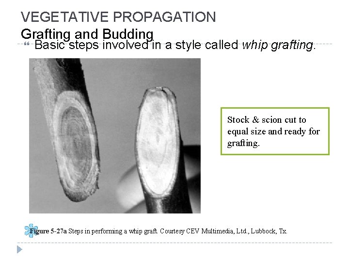 VEGETATIVE PROPAGATION Grafting and Budding Basic steps involved in a style called whip grafting.