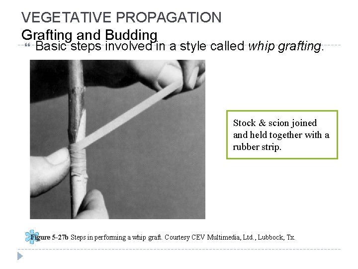VEGETATIVE PROPAGATION Grafting and Budding Basic steps involved in a style called whip grafting.
