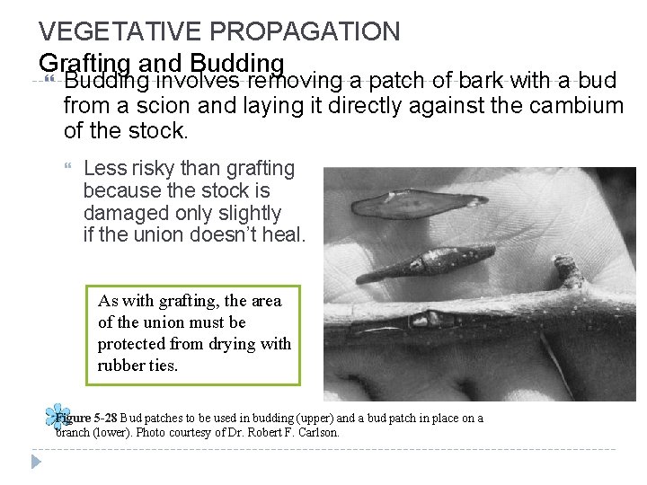 VEGETATIVE PROPAGATION Grafting and Budding involves removing a patch of bark with a bud