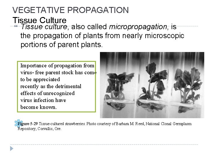 VEGETATIVE PROPAGATION Tissue Culture Tissue culture, also called micropropagation, is the propagation of plants