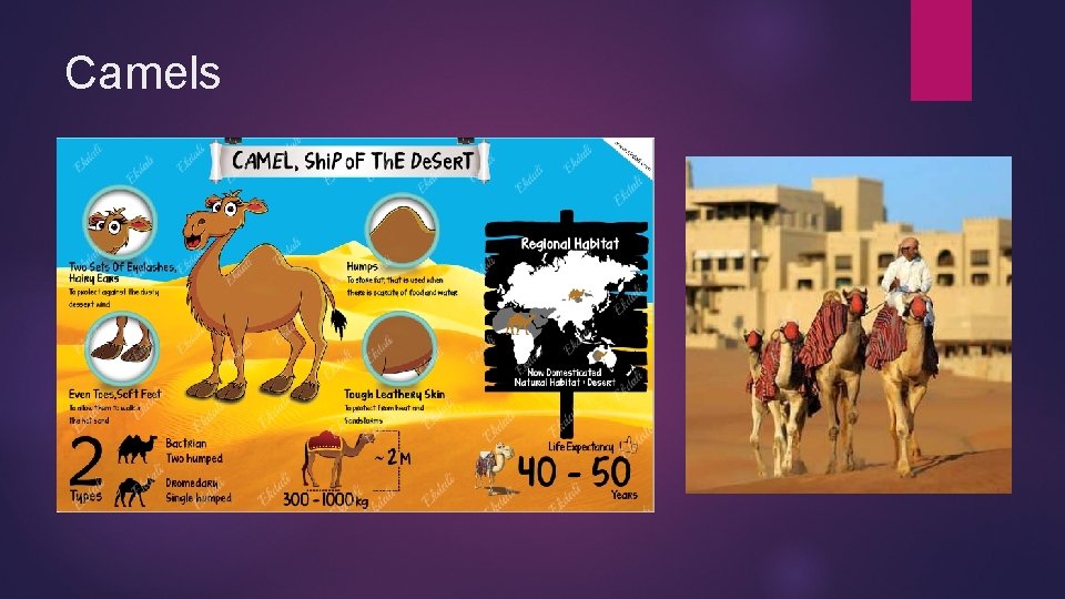 Camels 