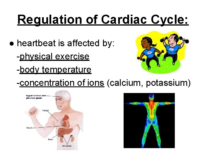 Regulation of Cardiac Cycle: ● heartbeat is affected by: -physical exercise -body temperature -concentration