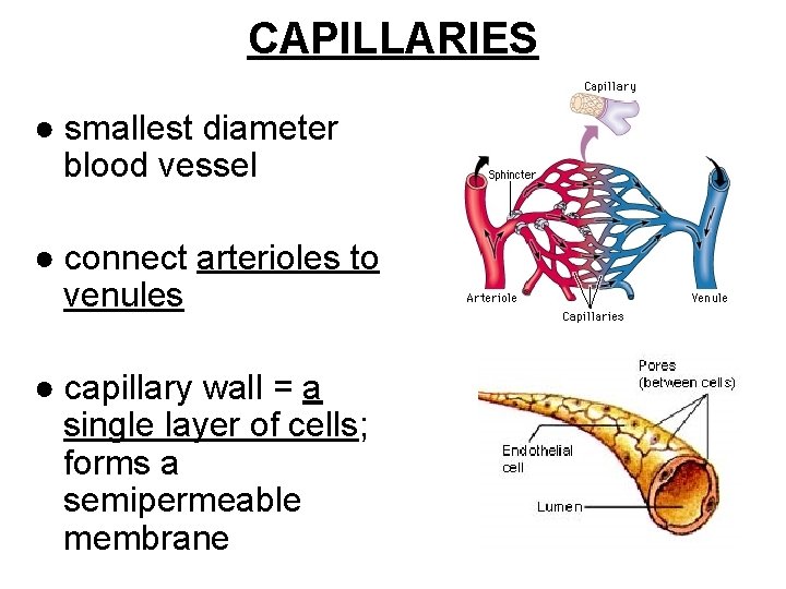 CAPILLARIES ● smallest diameter blood vessel ● connect arterioles to venules ● capillary wall