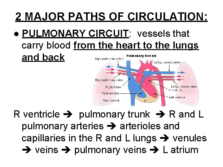 2 MAJOR PATHS OF CIRCULATION: ● PULMONARY CIRCUIT: vessels that carry blood from the