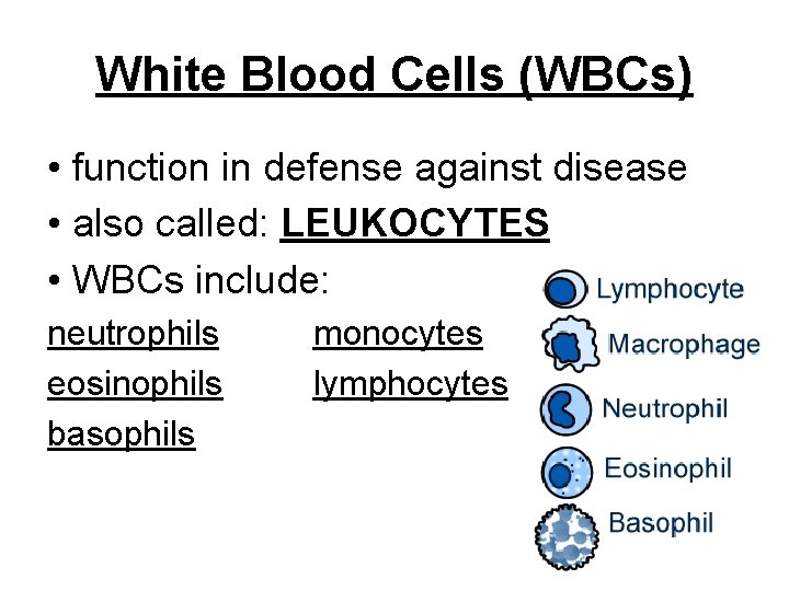 White Blood Cells (WBCs) • function in defense against disease • also called: LEUKOCYTES