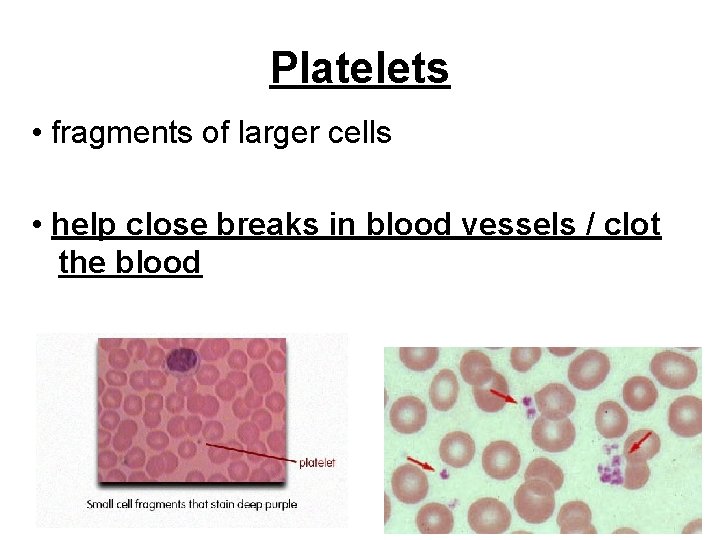 Platelets • fragments of larger cells • help close breaks in blood vessels /