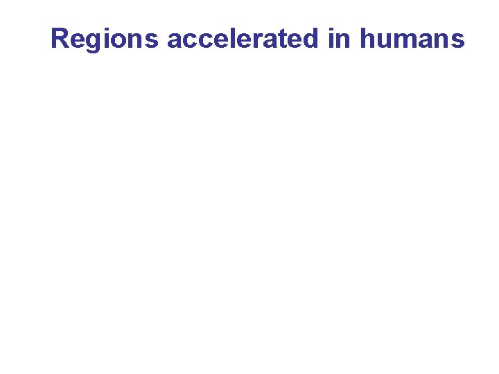 Regions accelerated in humans Regions accelerated in humans
