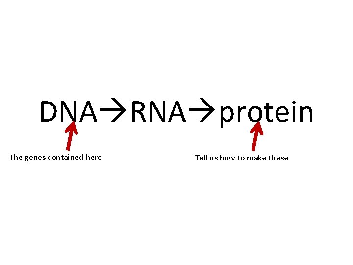 DNA RNA protein The genes contained here Tell us how to make these 