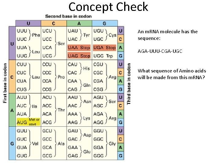 Concept Check An m. RNA molecule has the sequence: AGA-UUU-CGA-UGC What sequence of Amino