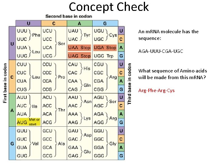 Concept Check An m. RNA molecule has the sequence: AGA-UUU-CGA-UGC What sequence of Amino