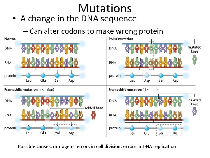 Mutations • A change in the DNA sequence – Can alter codons to make Mutations • A change in the DNA sequence – Can alter codons to make