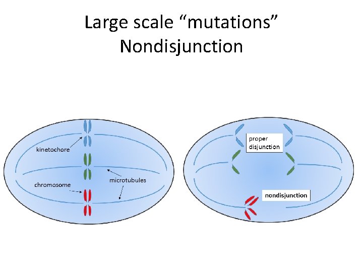 Large scale “mutations” Nondisjunction 