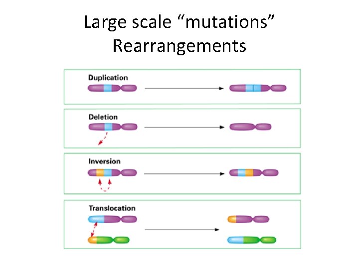 Large scale “mutations” Rearrangements 