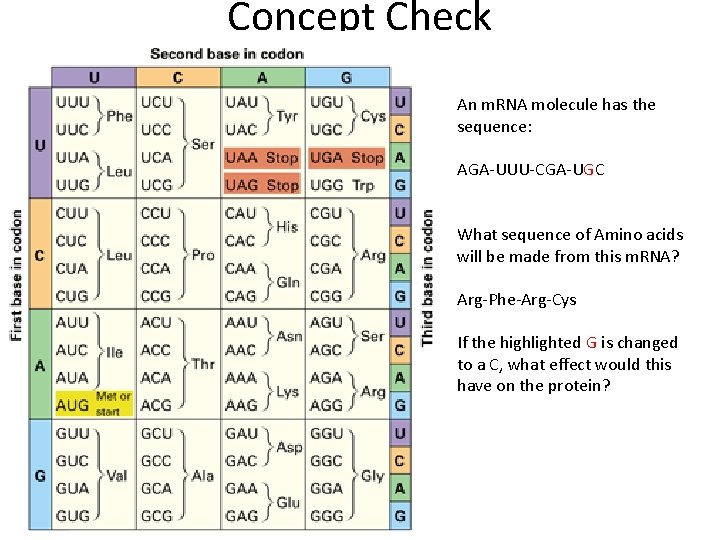 Concept Check An m. RNA molecule has the sequence: AGA-UUU-CGA-UGC What sequence of Amino Concept Check An m. RNA molecule has the sequence: AGA-UUU-CGA-UGC What sequence of Amino