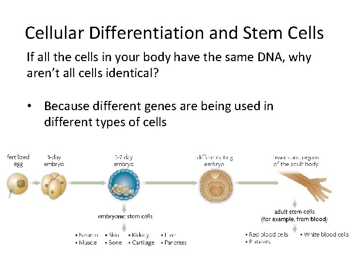 Cellular Differentiation and Stem Cells If all the cells in your body have the