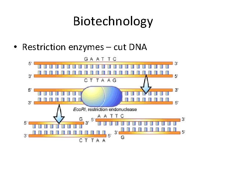 Biotechnology • Restriction enzymes – cut DNA 