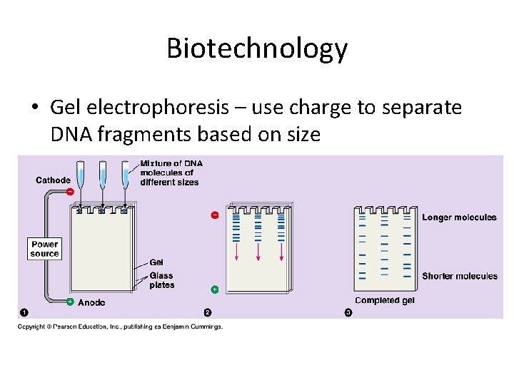 Biotechnology • Gel electrophoresis – use charge to separate DNA fragments based on size Biotechnology • Gel electrophoresis – use charge to separate DNA fragments based on size