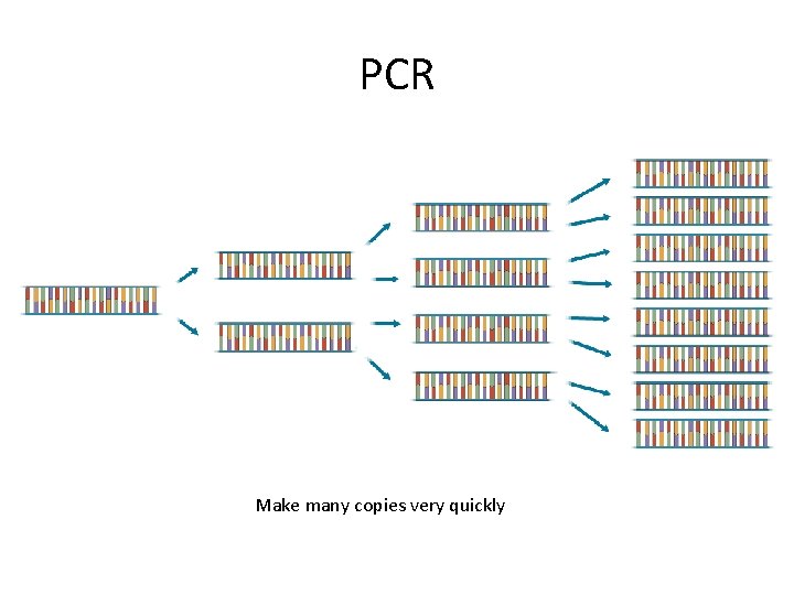 PCR Make many copies very quickly PCR Make many copies very quickly