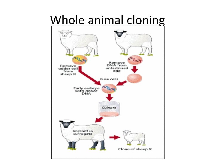 Whole animal cloning 