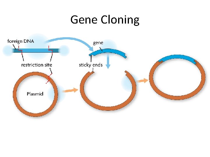Gene Cloning 