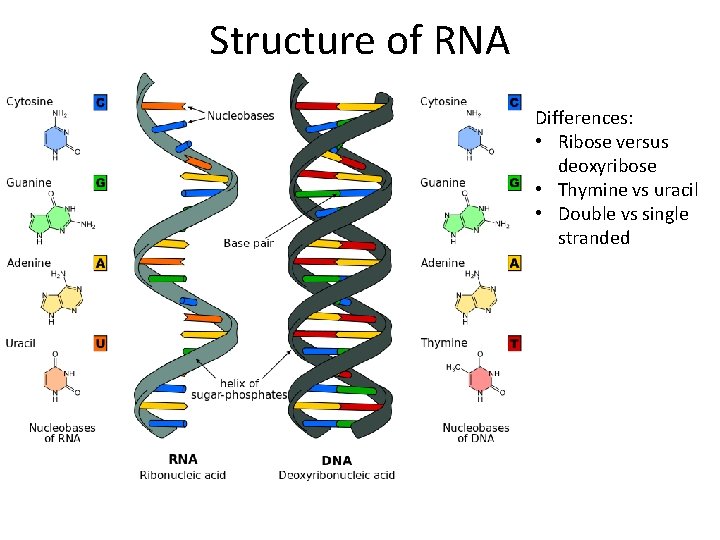 Structure of RNA Differences: • Ribose versus deoxyribose • Thymine vs uracil • Double